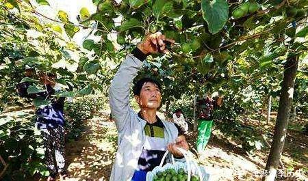  软枣@农村少见的水果，营养价值极高，你还在吃苹果吗