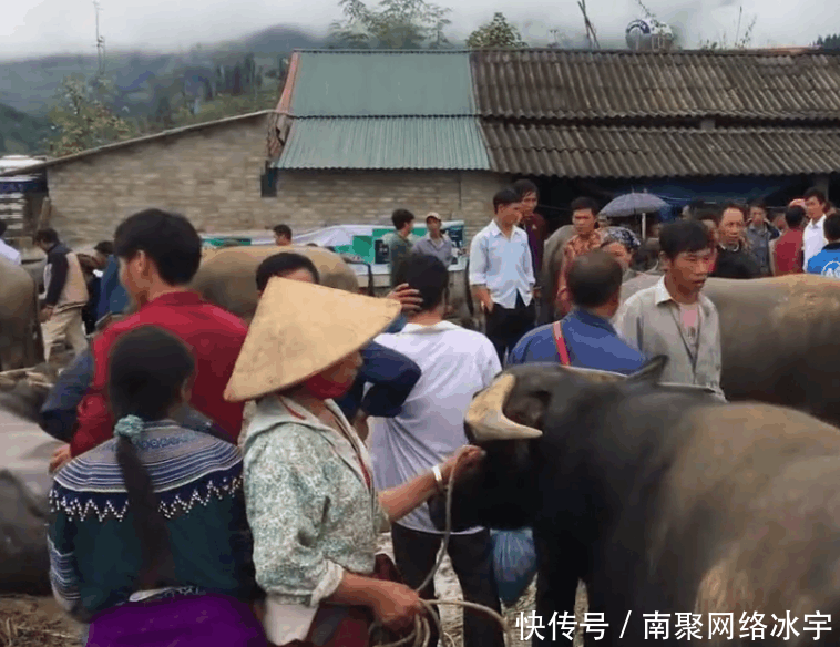 中国游客到越南, 实拍大山农村水牛市场, 一头牛到底能卖多少钱