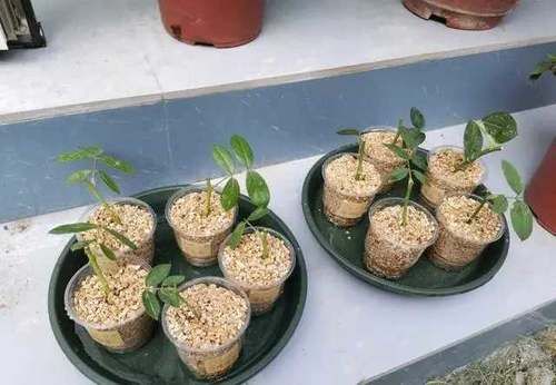  当年■4月底，扦插月季，做好几件事，一棵变十棵，当年就开花！