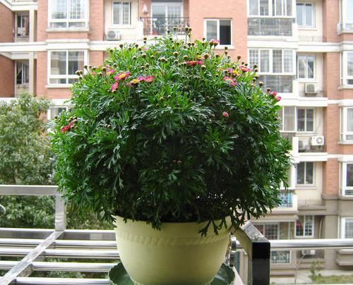  百花齐放■喜欢玫瑰，不如养盆“珍品菊花”树菊，百花齐放，争奇斗艳！