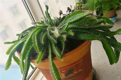  「增加光照」这水果太贵了，吃完留下核，还能种盆栽！