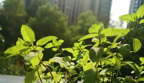  #泡水#这10种花，能泡水喝，又自带香味，还能煲粥做菜，你家阳台有几种