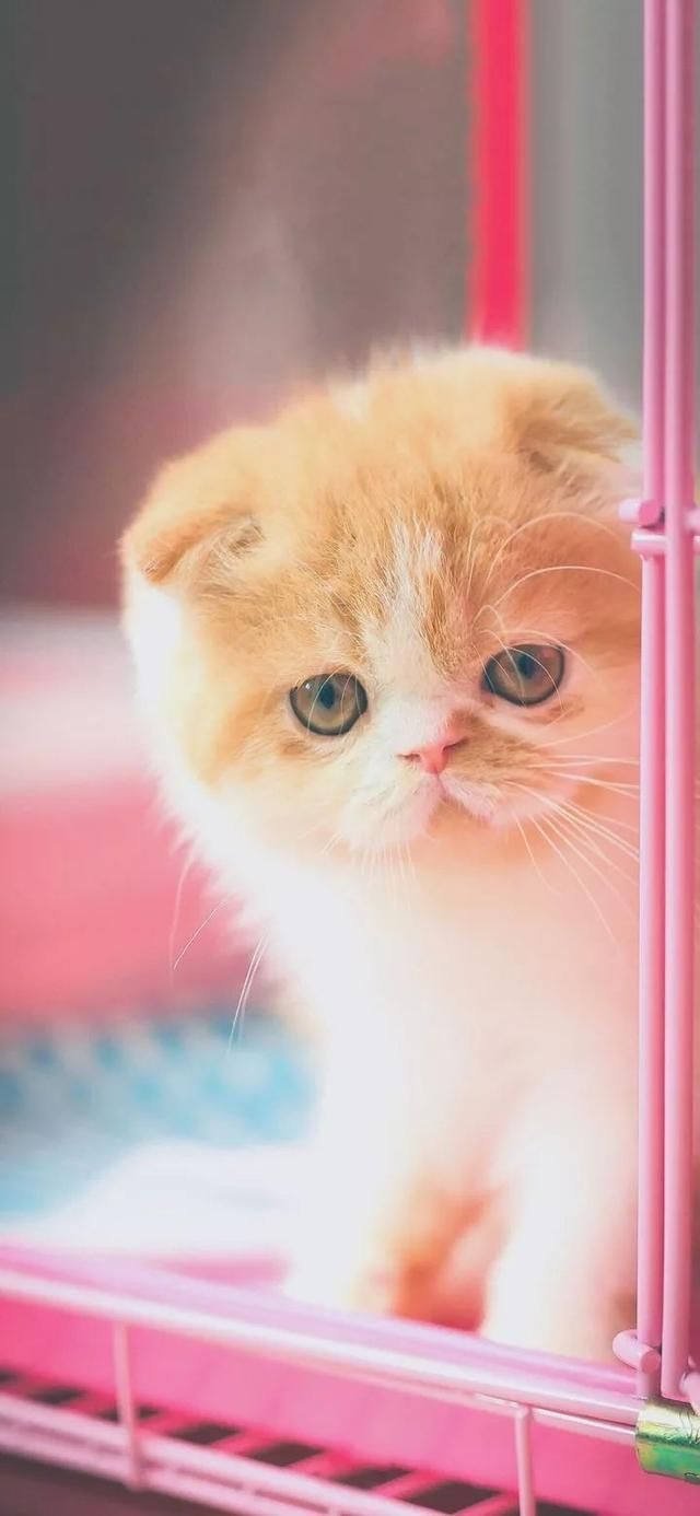  『星球』80张超可爱的猫咪壁纸丨我来自喵星球，来地球只是为了遇见你