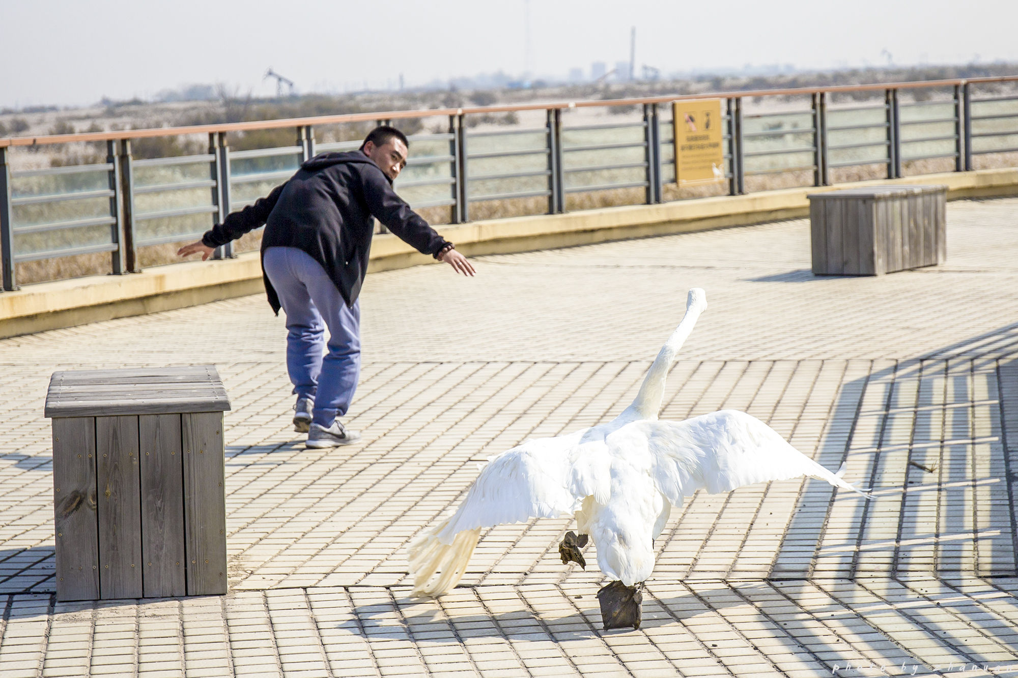 东营丨走过沧海桑田，终是在芦花飞雪的秋日遇见你