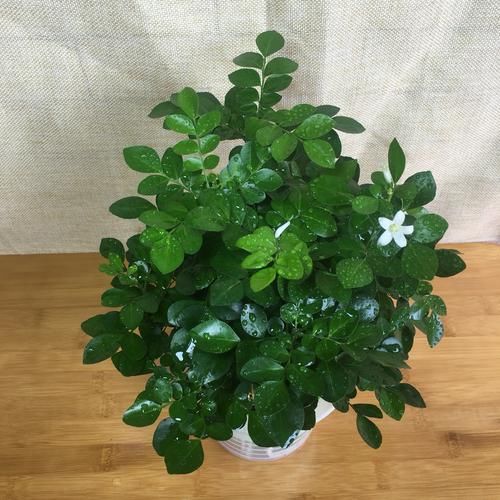  『满天星种子』号称“天然香水”的8种植物，摆放在客厅，整屋飘香，心情也不错