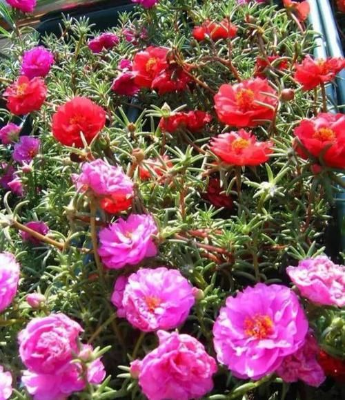  「开花」盆栽太阳花，使劲“虐待”，憋满侧芽，花似小牡丹，开满大阳台