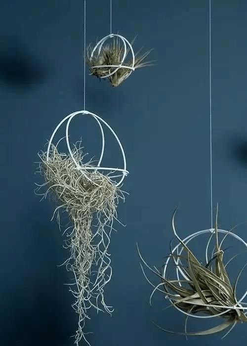 爱之蔓:这7种垂吊植物美翻了,你还在养绿萝、吊兰吗?