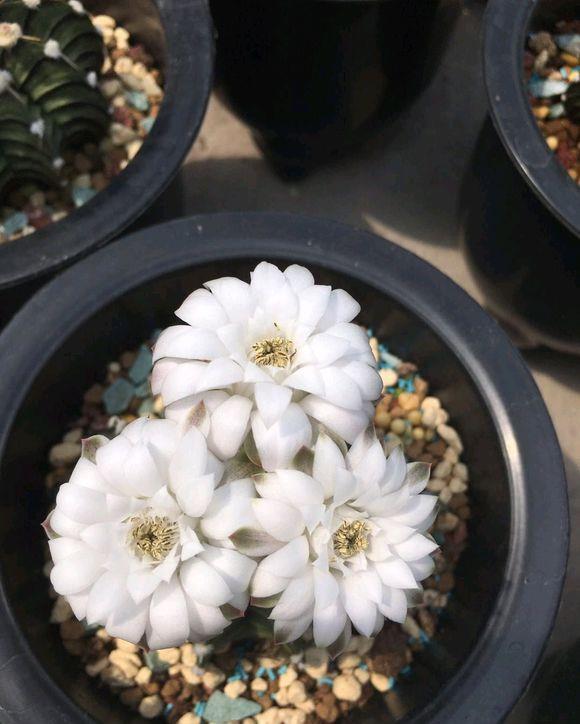 【品种】仙人球养好了,照样能开花,这5个品种,轻而易举养开花