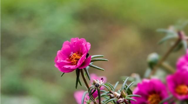  【轻松】这“3种”花,夏天越晒,花开越灿烂,花朵比叶子多,轻松开爆盆...