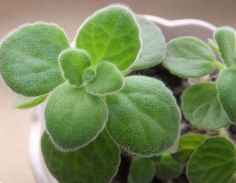  『夏季』想要醒来就有花看，不妨在阳台养这些花朵，好养易爆，阳台全是花