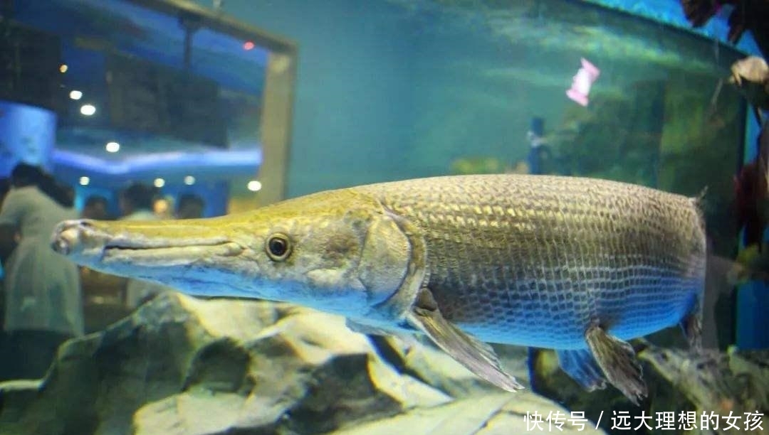  「鳄雀鳝」一次能产卵20万枚，被人放生后泛滥成灾，如今被我国