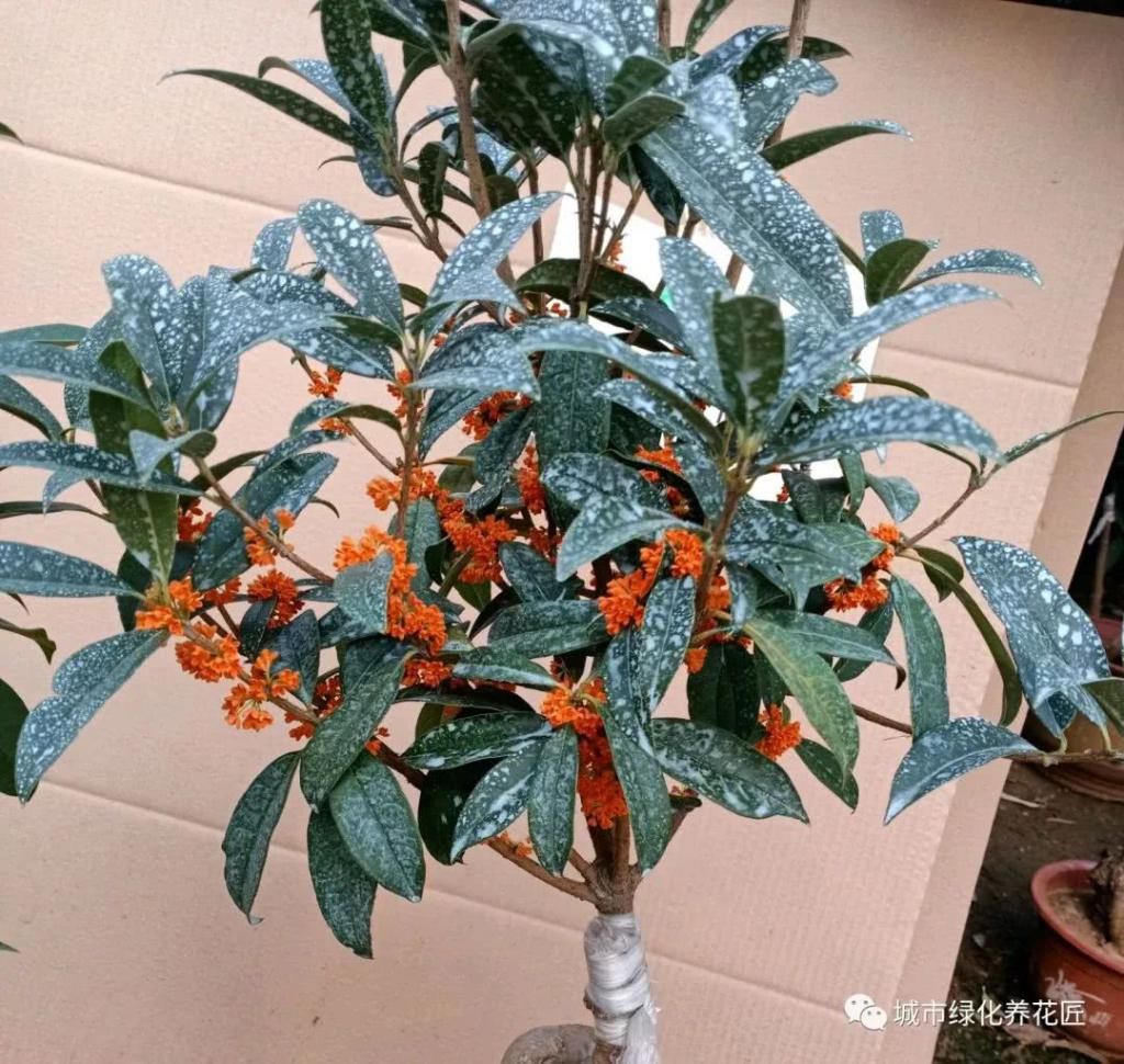  【新叶】桂花枝条光秃秃不长新叶又开花？做到2点新芽撑撑长，摘花不能少