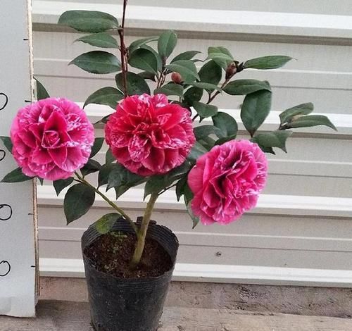  #花型#春季养花首选，花型较大，花色神秘，一开就是几十朵，花期近半年