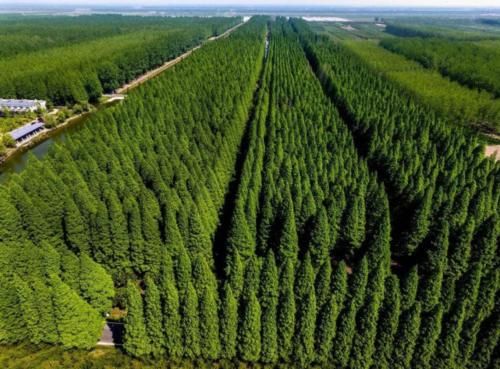 美国卫星20年照片显示，中国不断变绿，印度的情况却不容乐观