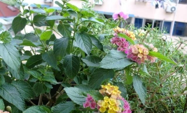 『绣球』这种毒花又被称为“七变花”,花型圆润似“绣球”,盛开一整夏