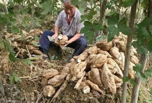  [小伙]农村小伙种植这种野货，亩产8千斤，每斤2块钱