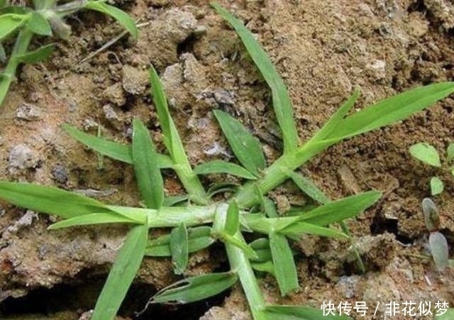  顽强|在农地里，别踩到1种“牛筋草”，植株珍贵，也顽强、长势快！