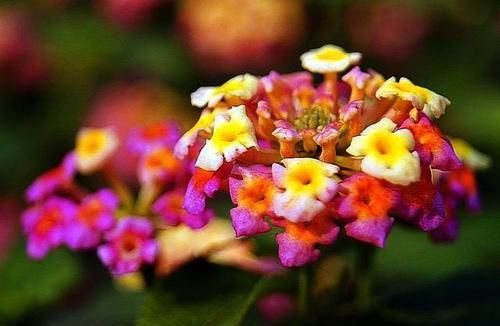 浓郁■家里必养的3种花,一年四季开花不断,花大色艳爆盆简单,美极了