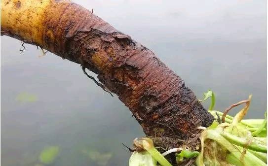 农村这种野草，根部似萝卜过去没人重视，现在价比黄金