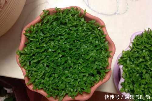 『花钱买』还在花钱买盆栽用半个火龙果,就可以种出这么漂亮的盆栽绿植!