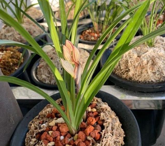 牢记|养兰花,牢记“欲速则不达”,这样兰花才容易长旺开花