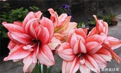 『蟹爪兰』家中选择养护花卉,家养护3种花卉,花色绚丽多彩,美丽漂亮的花