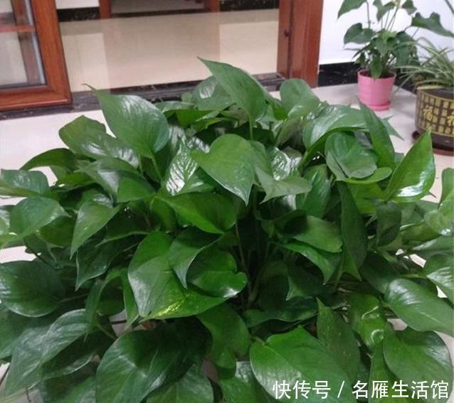 天然|它是天然的“水杨酸”,用来养绿萝和吊兰,爆盆成瀑布