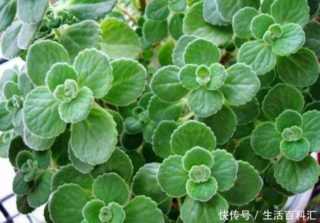  『养护的时』房子再小也要养盆“它”，摘片叶子砸一砸，驱蚊子效果一极棒