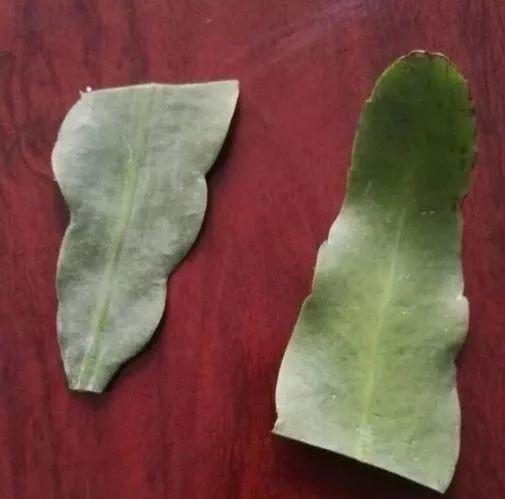  【发芽】5种花太贵，别花“冤枉钱”，剪片叶子丢盆里，20天生根发芽！