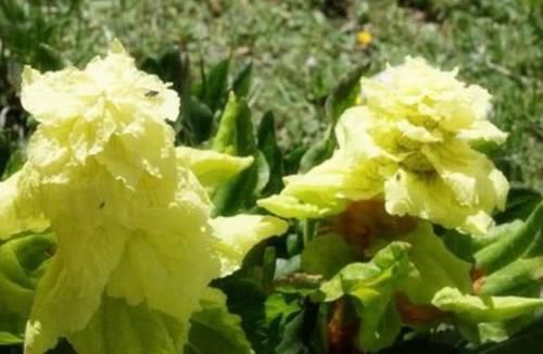 为什么说去川藏线碰到“大白菜”，不要随意采摘？看完涨知识了！