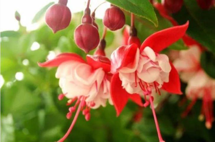 「特别」喜欢养护漂亮花卉,就选择5种花卉,花朵美丽,花色绚丽,优雅