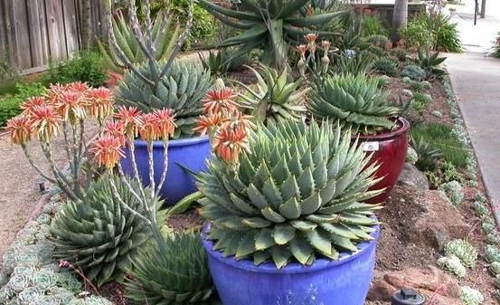  『芦荟』盆栽养殖芦荟该怎么施肥？多注意4点，叶片肥美、茎干粗壮
