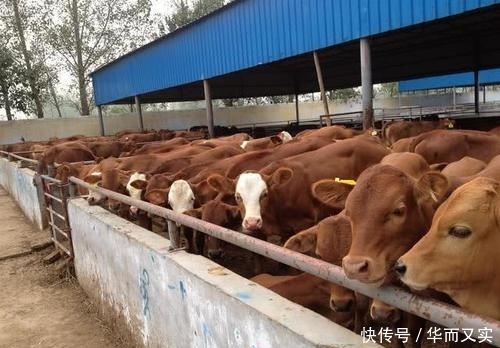  #利润#养10头牛能够赚5万，为何养100头牛，利润远远低于50万？