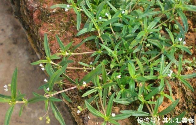  「蛇舌草」以前这种草野外随处可见，如今野生的十分稀少，药材