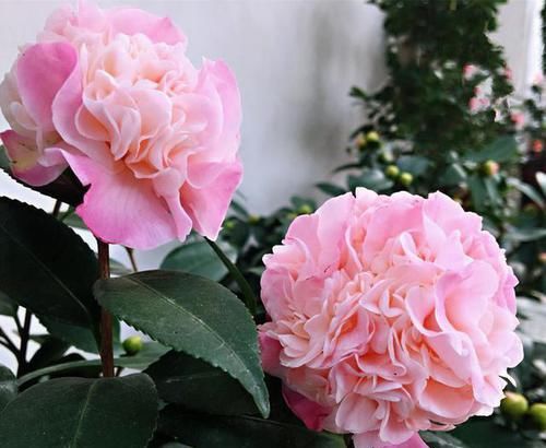  『夺目』世界最香的茶花，花型很大，花色艳红夺目，看似矫气，实则好养