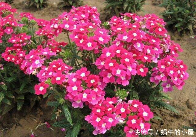 恋恋不舍■6种开花爆盆的小花,养在院里是花海,仿佛置身仙境让人恋恋不舍