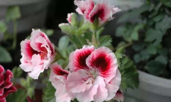  『美爆』5款懒人花，好养易爆盆，花朵清新优雅，花苞突突往外冒，美爆了