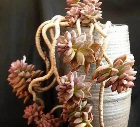  #观自#多年珍藏的生石花群生多肉，请欣赏！多肉植物说昨天观自在