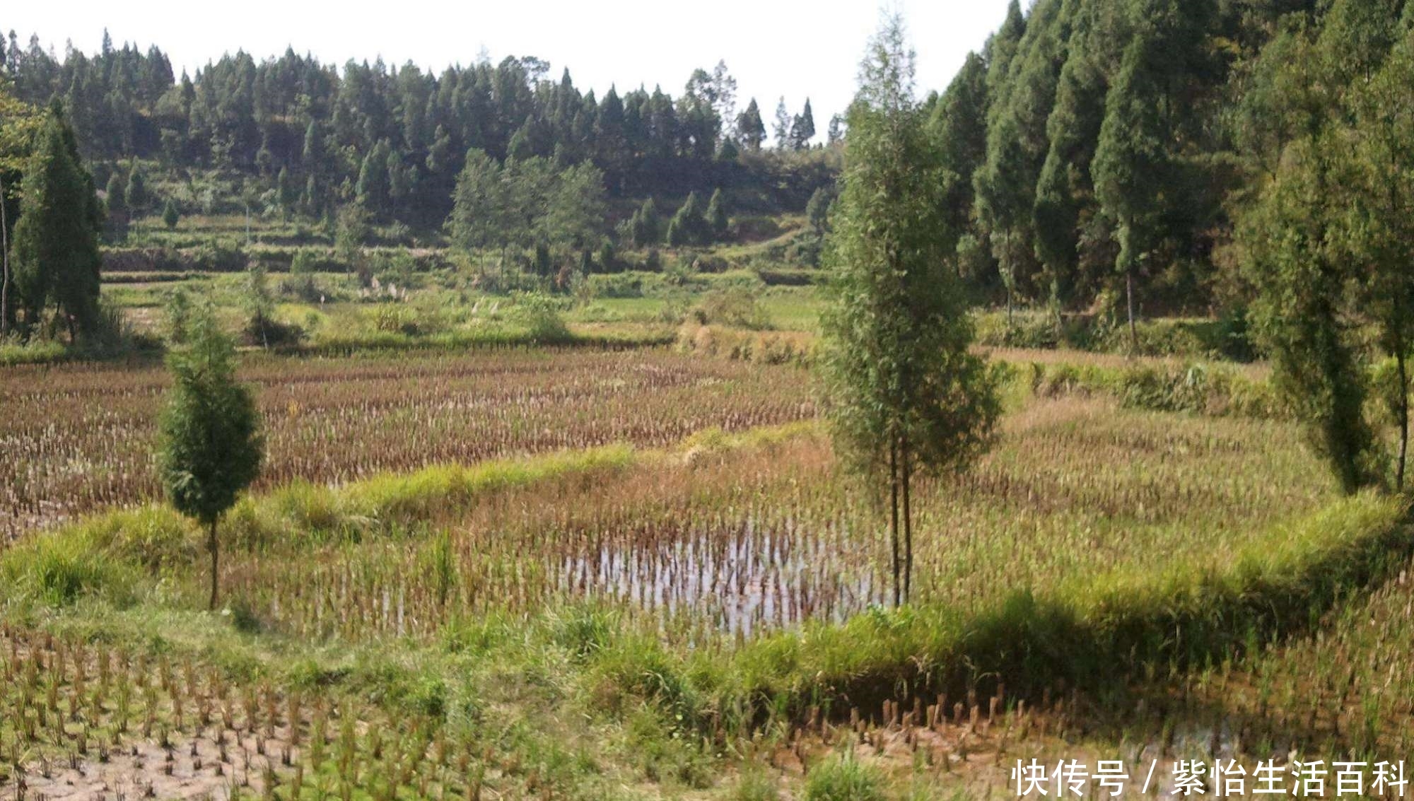  大事■未来三到五年内，这五件大事将影响农村，农民也会受到影