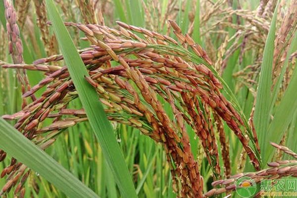  [价格]最贵的大米多少钱一斤？中国最贵大米排行榜