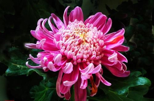  『玫瑰』喜欢玫瑰，不如养盆“菊中珍品”洹水紫桂，似花团锦簇，高贵优雅
