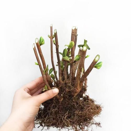  「此花有很高」喜欢养花的中老年人有福了，试试这几株花，花香四溢飘香伊人
