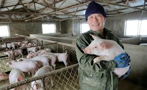  「现状」中秋节前生猪现状：猪价上涨让谁获利？散户弃养，猪场