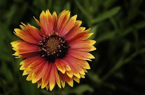  『适合』3种花好养不说，花量还非常的大，开花爆盆很容易，适合新手养护