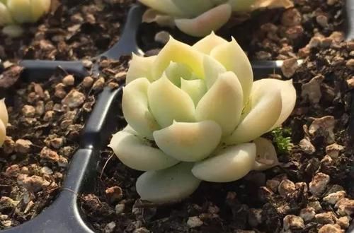  x海琳娜■景天大神亲手杂交的50多种多肉，你肯定没见过！