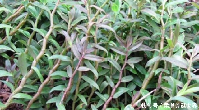  石斛|这野草名叫石斛，生长在石缝上，过去农民不重视，如今一株