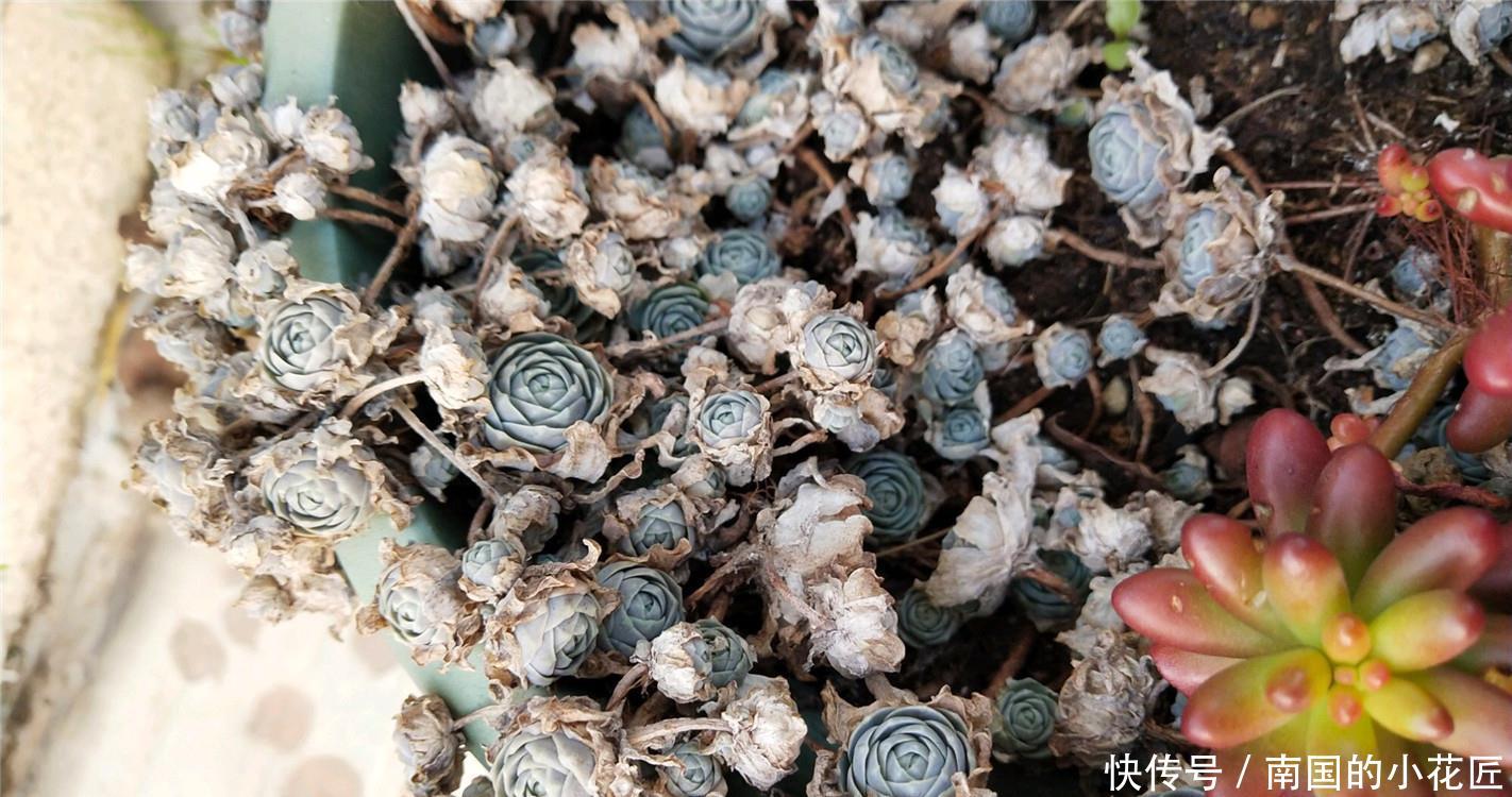  「休眠」多肉“休眠”养护：“浇水+摘叶”俩难题，您会怎么做？