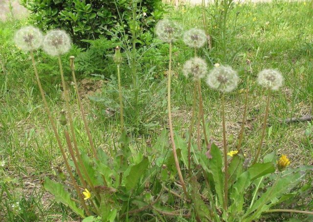  「实用」乡间趣事！3种“野草”养家中，装饰房间又实用，好处多多，不比绿萝差