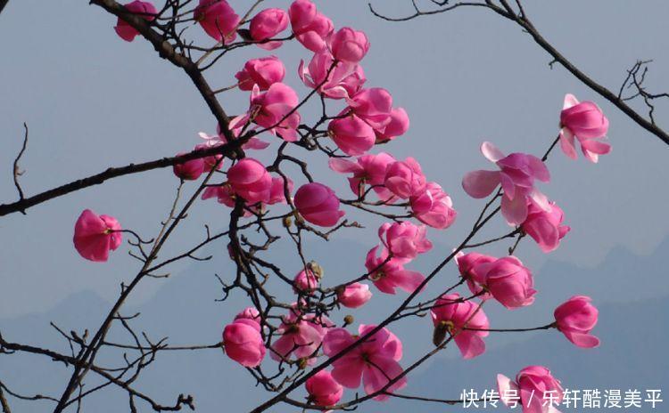  「大方」最能讨得婆婆欢心的三大生肖女，贤惠大方高情商，平时深藏不露