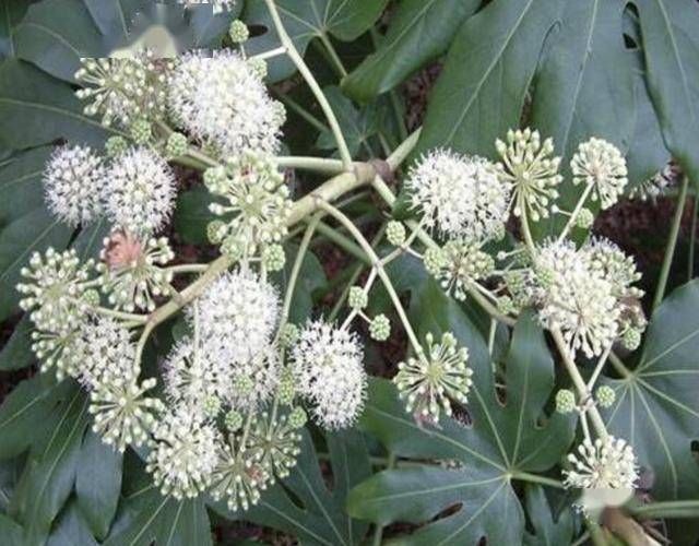  [根茎]“1种野草”根茎有价值，被称为“通草”，1斤20元买不到，珍贵！